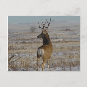 Cartão Postal D20 Mule Deer Buck na neve