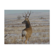 D20 Mule Deer Buck na neve