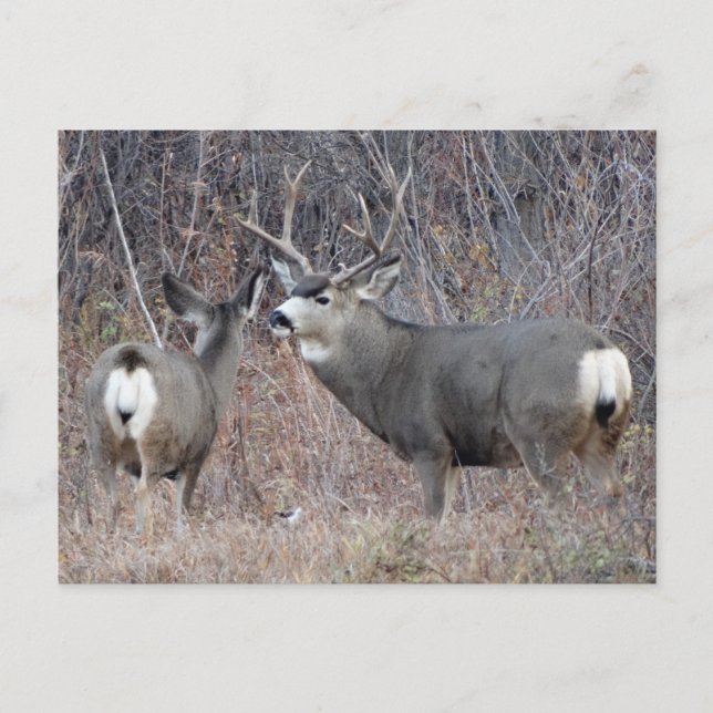 Cartão Postal D29 Mule Deer Buck and Doe (Frente)