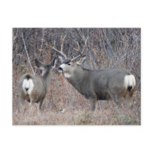 D29 Veado-mula Macho e Fêmea