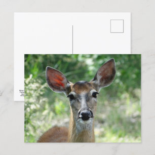 Cartão Postal D33 Corça de Cauda Branca