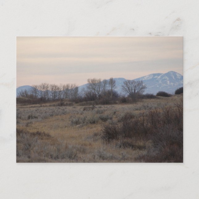 Cartão Postal D4 Mule Deer Buck e Colinas de grama doce (Frente)