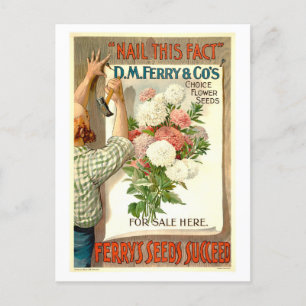 Cartão Postal D.M. Ferry Vintage Flower Seed Advertisement