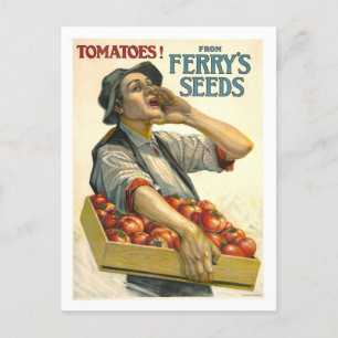 Cartão Postal D.M. Ferry Vintage Tomato Seed Advertisement