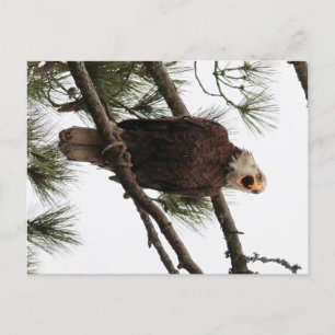 cartão postal da águia-calva americana