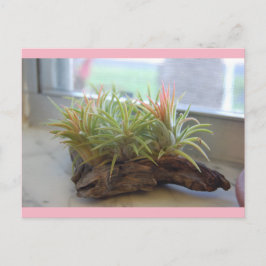 Cartão postal da Air Plant