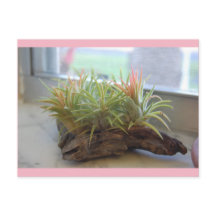 Cartão postal da Air Plant