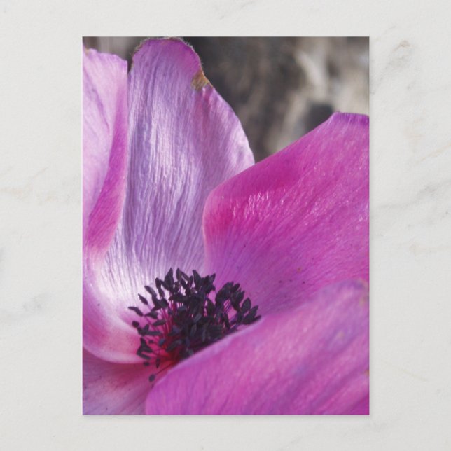 Cartão postal da Anemone Petals (Frente)
