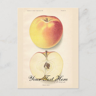 Cartão postal da Apple Vintage