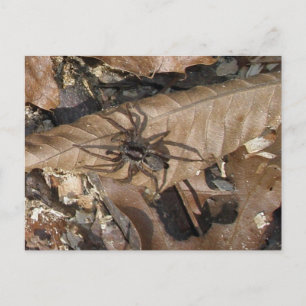 Cartão Postal da Aranha Lobo (Gladicosa gulosa)