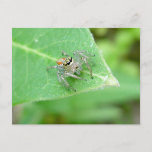 Cartão Postal da Aranha Saltadora (Mavea inclemens