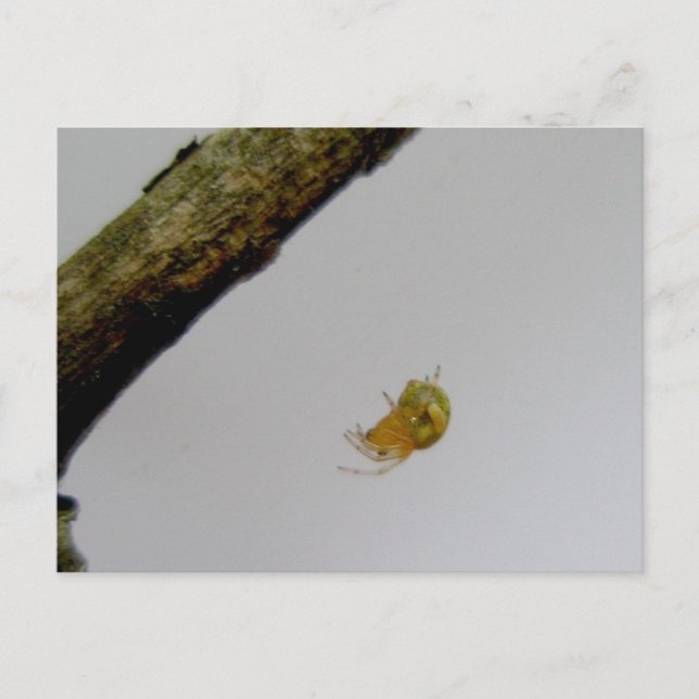 Cartão Postal da Aranha Tecelã de Orbe Pequena (Frente)