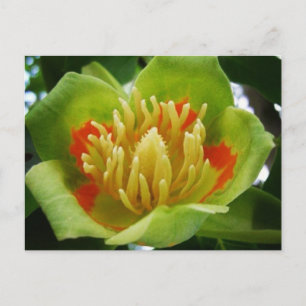 Cartão postal da árvore-das-costelas (Liriodendr