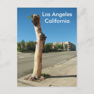Cartão postal da árvore Legal de Los Angeles!
