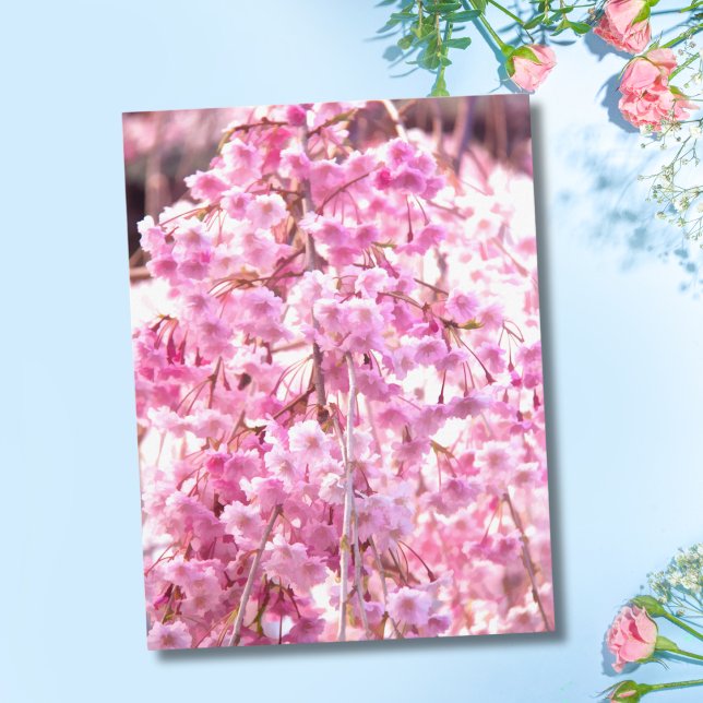 Cartão Postal da Árvore Salgueiro Chorão Rosa (Criador carregado)