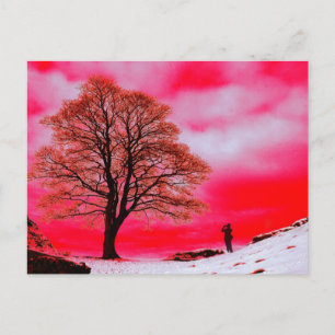 Cartão postal da árvore Sycamore