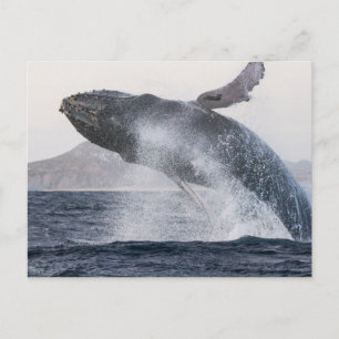 Cartão postal da baleia-jubarte