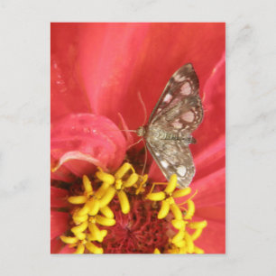 Cartão postal da bela mariposa na flor vermelha