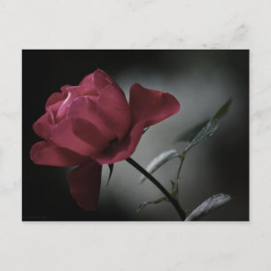 Cartão Postal da Beleza do Amor
