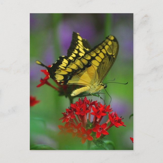 cartão postal da borboleta (Frente)