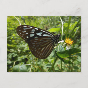 Cartão postal da borboleta azul