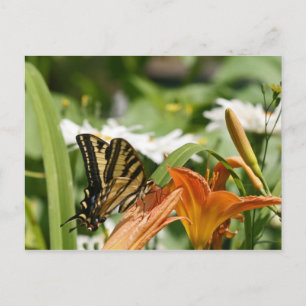 Cartão Postal da Borboleta Monarca