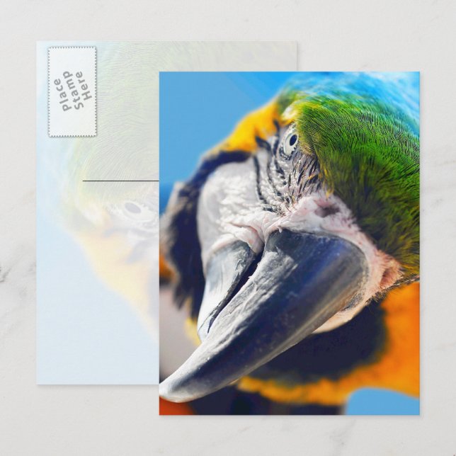 Cartão postal da cara de arara colorida (Frente/Verso)