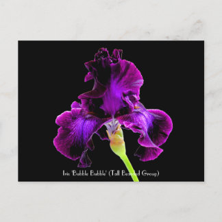 Cartão Postal Da "cartão Collectible da bolha bolha" da íris