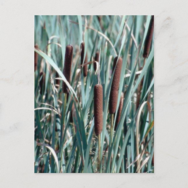 cartão postal da cauda do gato (Frente)