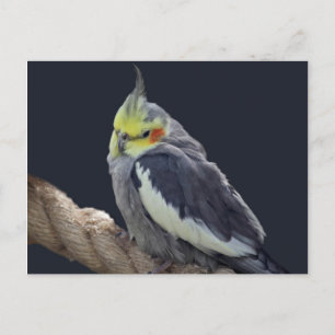Cartão postal da Cockatiel do fofinho