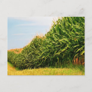 Cartão Postal da Colheita de Milho da Vida Rural E