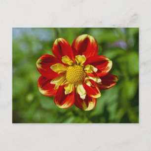 Cartão Postal da Dália