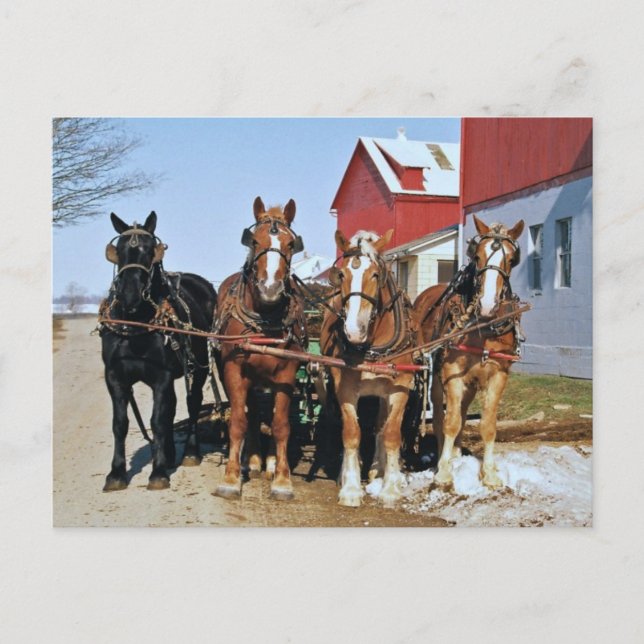 Cartão Postal Da Equipe De Cavalos De Amish (Frente)