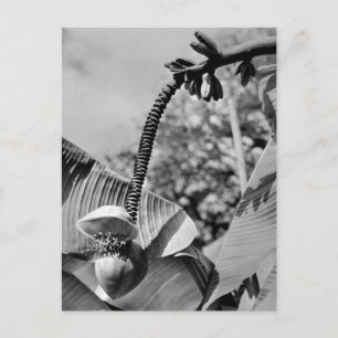 Cartão postal da fábrica Vintage