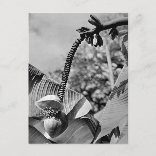 Cartão postal da fábrica Vintage (Frente)