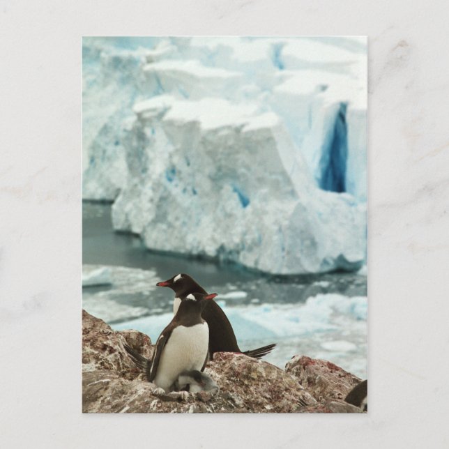 Cartão postal da Família de Pinguins Gentoo (Frente)