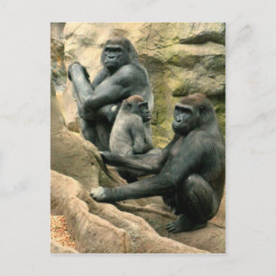 Cartão postal da família Gorilla