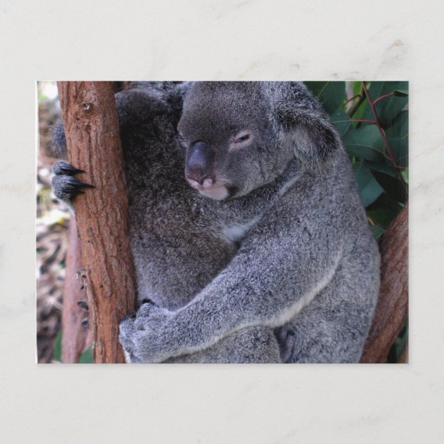 Cartão postal da família Koala (Frente)