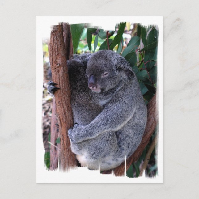 Cartão postal da família Koala (Frente)