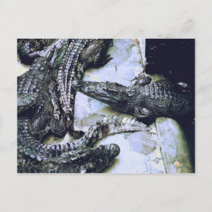 Cartão postal da fazenda de crocodilos