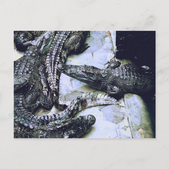 Cartão postal da fazenda de crocodilos (Frente)