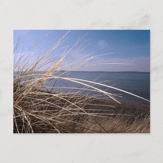 cartão postal da febre dos fenos (Frente)