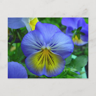 Cartão postal da flor amarela e azul
