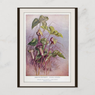 Cartão postal da flor botânica Jack-in-the-Pulpit