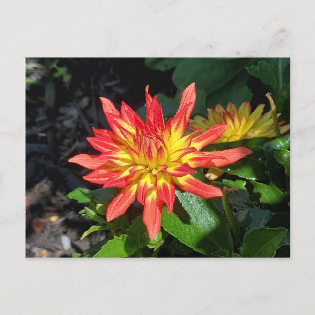 Cartão postal da flor Dahlia (Frente)