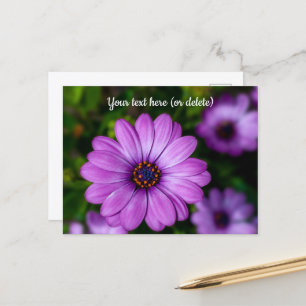 Cartão postal da flor Daisy Roxa