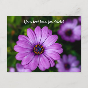 Cartão postal da flor Daisy Roxa