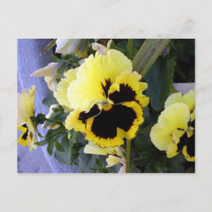 Cartão Postal da Flor de Amor-Perfeito Amarela
