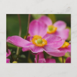 Cartão postal da flor de Anêmona Rosa