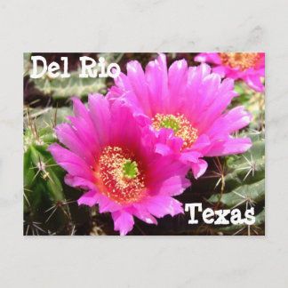 Cartão postal da flor de Cactus Del Rio Texas